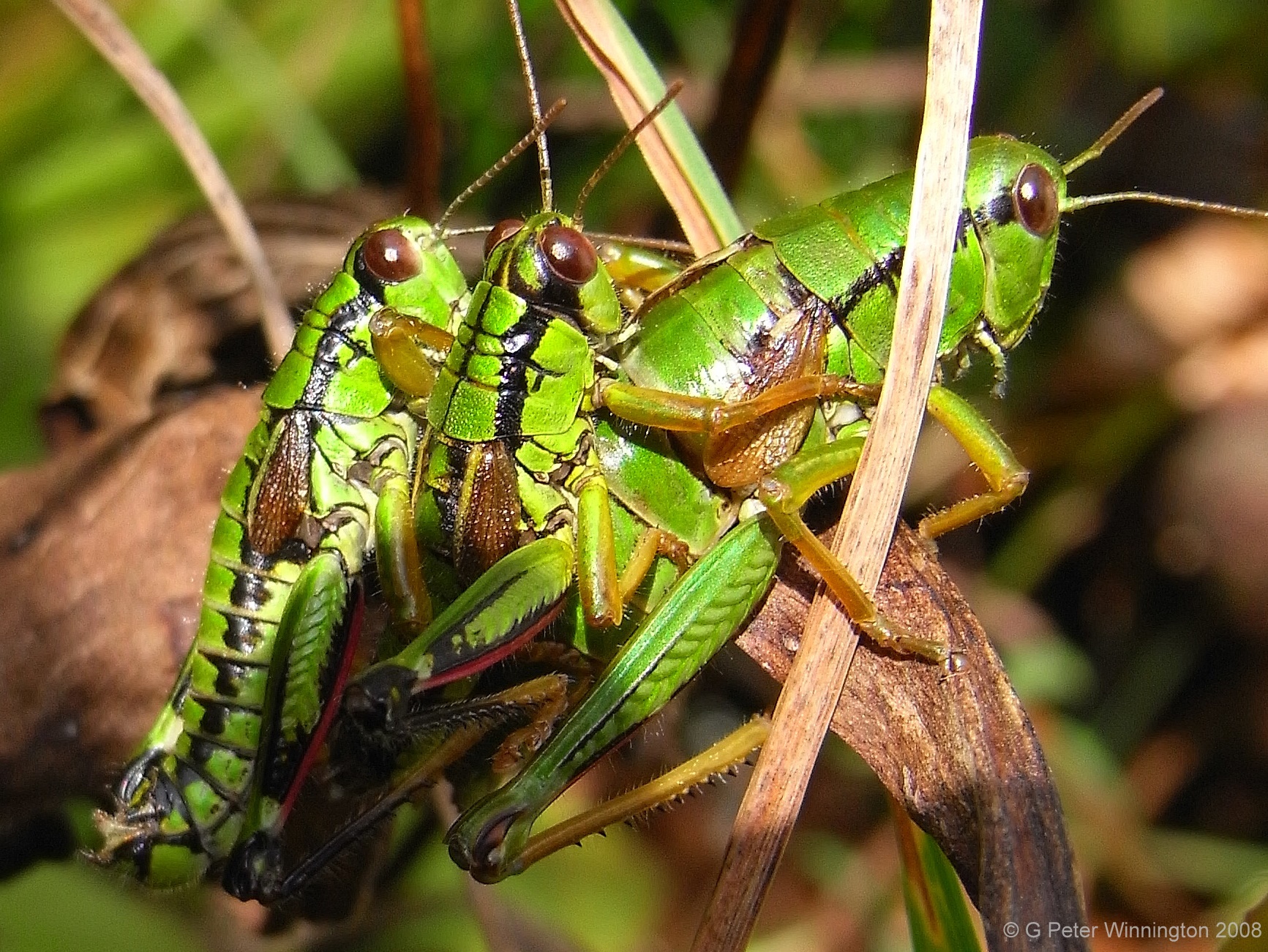 three grasshoppers