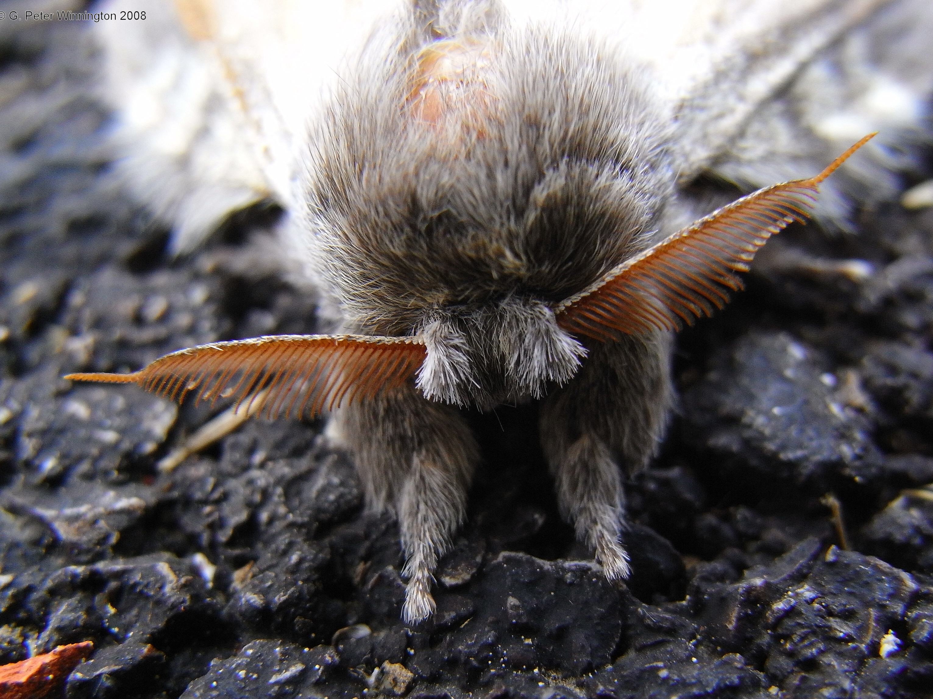 moth seen very close