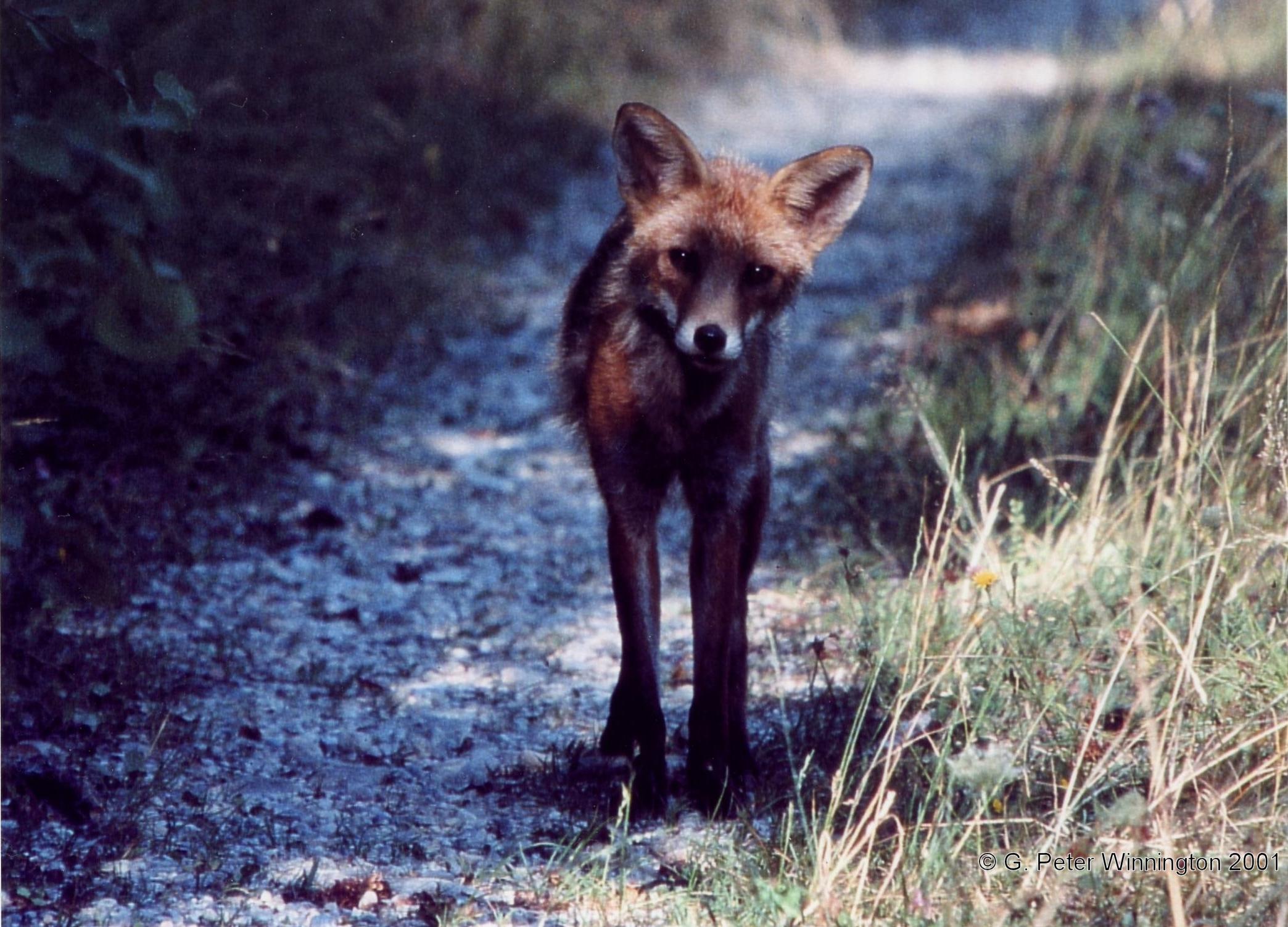 Fox wonders, what's this on my track?