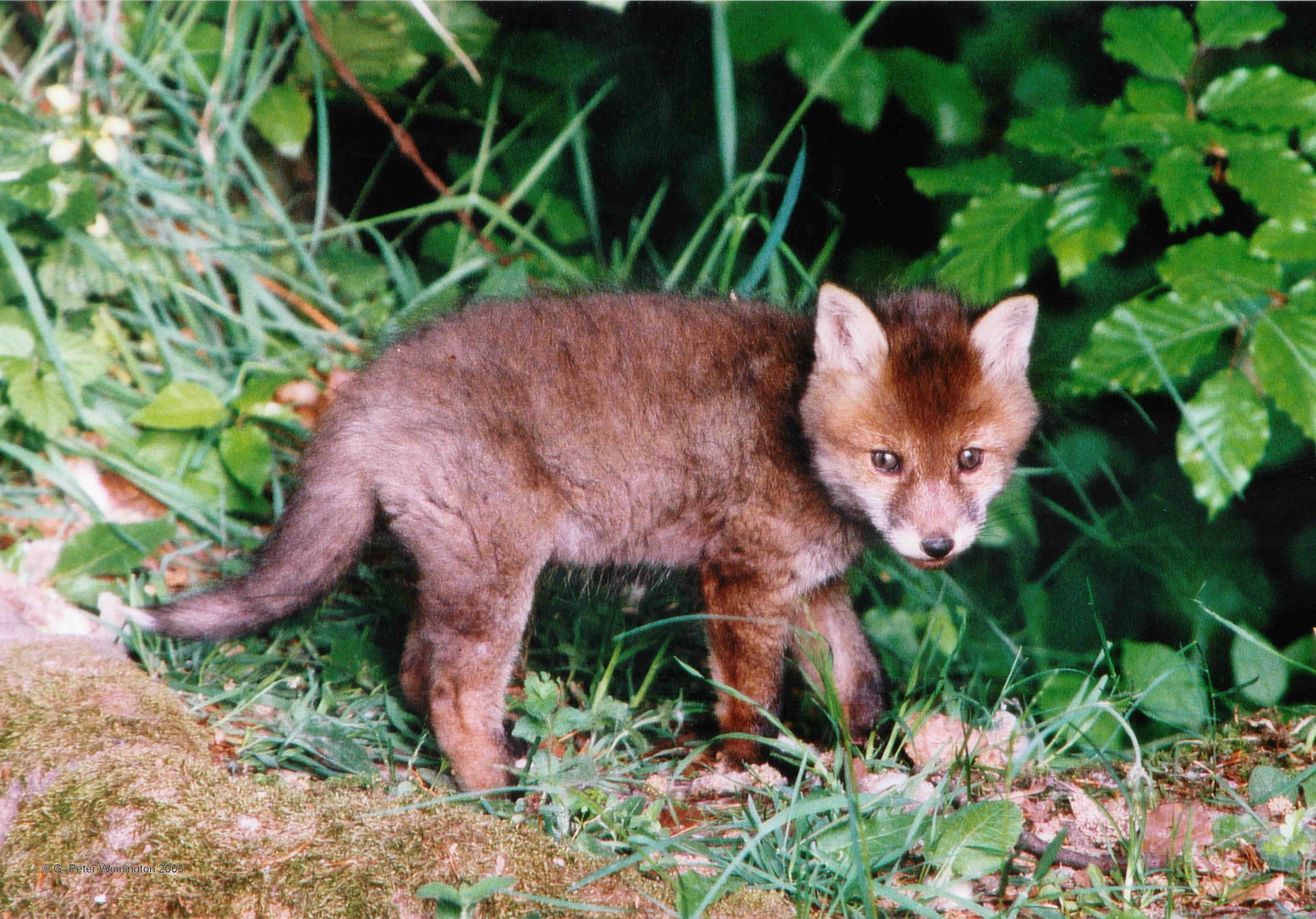 A sleepy fox cub