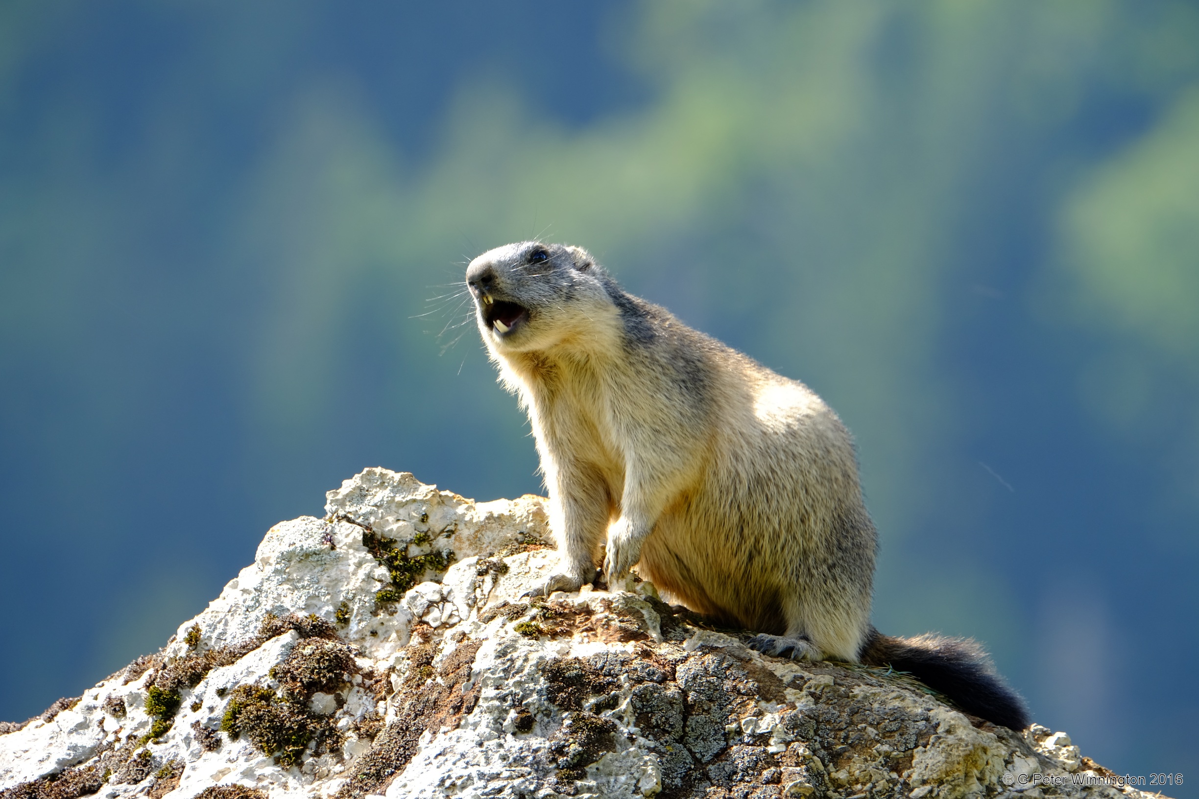 Marmot shows its teeth as it whistles
