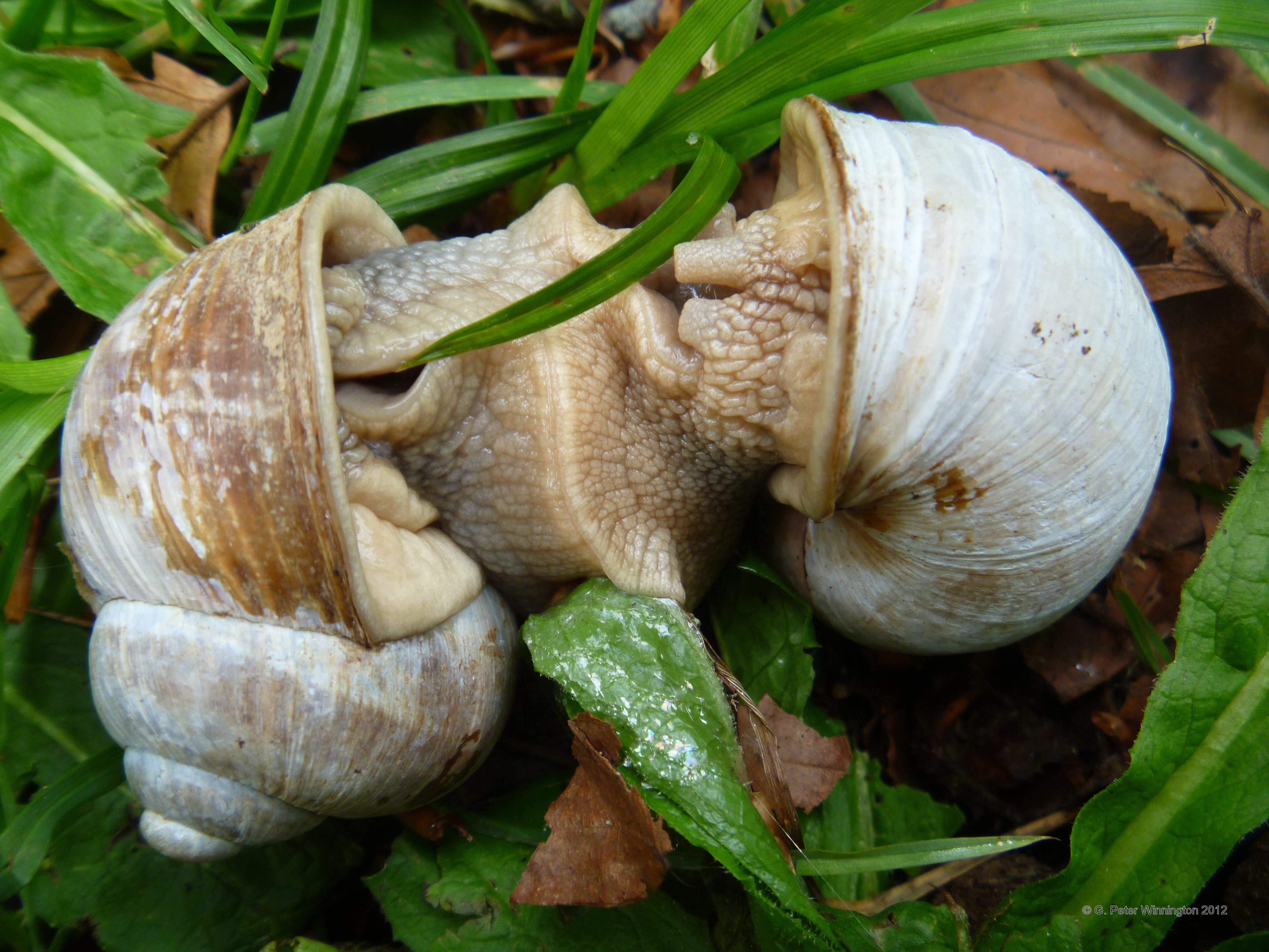 two snails, mating